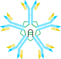 IgM scheme