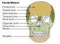 Facial bones.ugbnjiui
