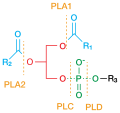 Diagram of phospholipase A2