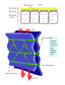 Diagram of cellular tight junctions