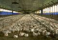 Poultry_farming