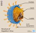 Hegasy Hep C Virus EN-01