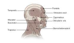 Head and neck muscles