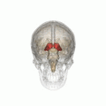Thalamus