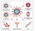 Various approaches for HIV vaccine development