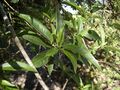 Leaves of Alstonia constricta