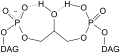Bicyclic Structure of Cardiolipin