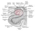 Coronal section of the Hippocampus