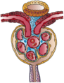 Nephron