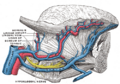 Gray's Anatomy illustration