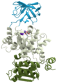 Pyruvate kinase protein domains