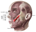Zygomaticus major muscle illustration from 1909