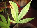 Spint op Cannabis Sativa