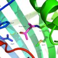 Active site of acetoacetate decarboxylase