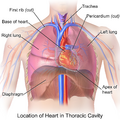 Blausen Heart Thoracic Cavity