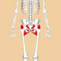 Gluteal muscles