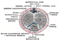 The arteries of the female pelvis