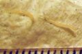 Pinworm (parasite)
