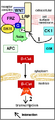 Wnt signaling pathway