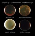 Agar plates