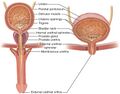 Anatomytool Male and female urinary tract English
