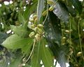 Barringtonia acutangula (Freshwater Mangrove) fruits in Kolkata