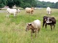 Cows on Selsley Common