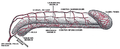 The arteries of the male pelvis