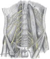 Spinal nerve