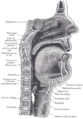 Prevertebral space