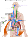 Renin-angiotensin system in humans