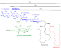 Structures of GM1, GM2, and GM3 gangliosides