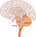Diagram of the brain bulbar region