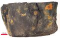 Cannel coal sample