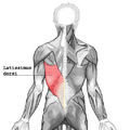 Latissimus dorsi muscle contributing to rib motion