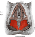 Levator ani