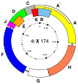 Genome map of the bacteriophage ΦX174 showing overlapping genes