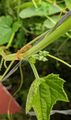 Luffa
