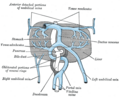 Diagram of the liver, showing the ductus venosus