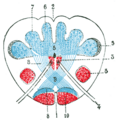 Sensory decussation