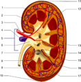Kidney PioM
