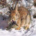 Rabbit Shope's Papilloma Virus