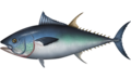 Thunnus
