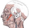 Zygomaticus major muscle