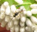 Pest control