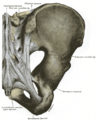 Gray's Anatomy illustration of the sacrococcygeal symphysis