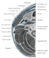 Prevertebral space