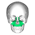 Maxilla anterior view