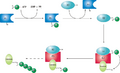 Proteasome