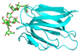 Griffithsin